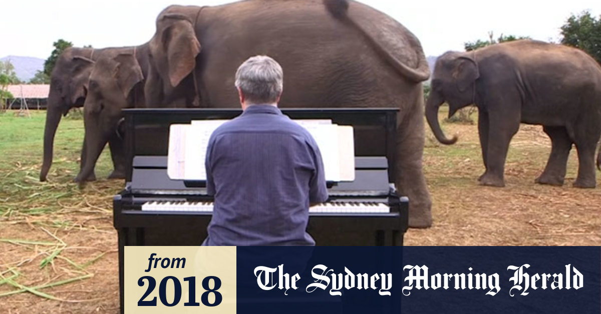 Video: Man plays piano to soothe elephants